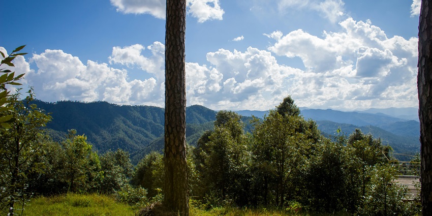 A dense forest and misty trek path in Binsar, an enchanting abode in Uttarakhand.