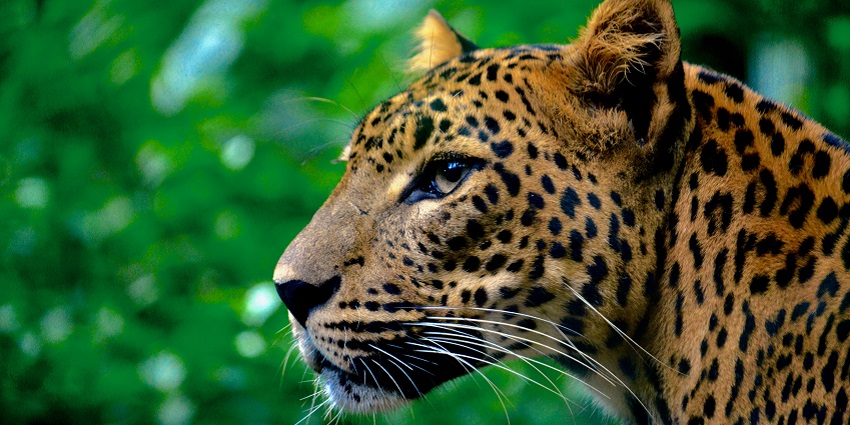 Image of a Jaguar - Wildlife sanctuary home to diverse flora and fauna species