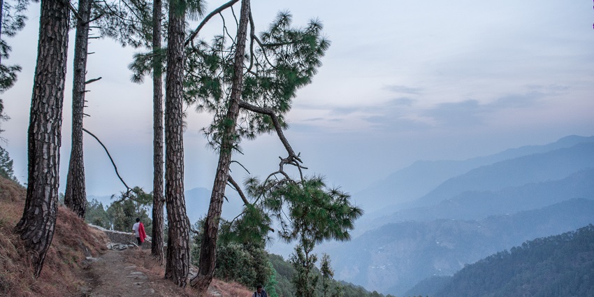 A winding dirt trail through green forest with trees and hills in Binsar Wildlife Sanctuary.