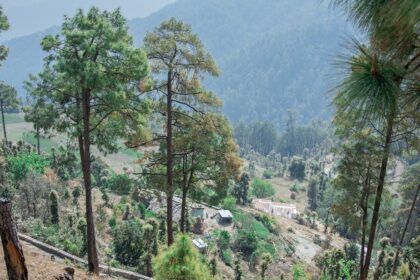 An adventurous trip to Binsar Wildlife Sanctuary in Uttarakhand.