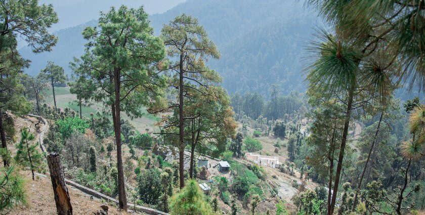 An adventurous trip to Binsar Wildlife Sanctuary in Uttarakhand.