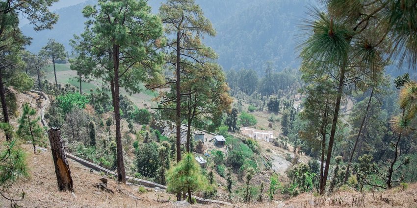 A glimpse of Binsar Wildlife Sanctuary - one of the wildlife sanctuaries in Uttarakhand.