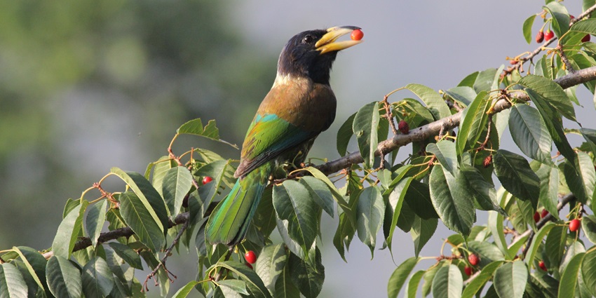 Binsar is home to serene wildlife and a vast population of bird species in the state.