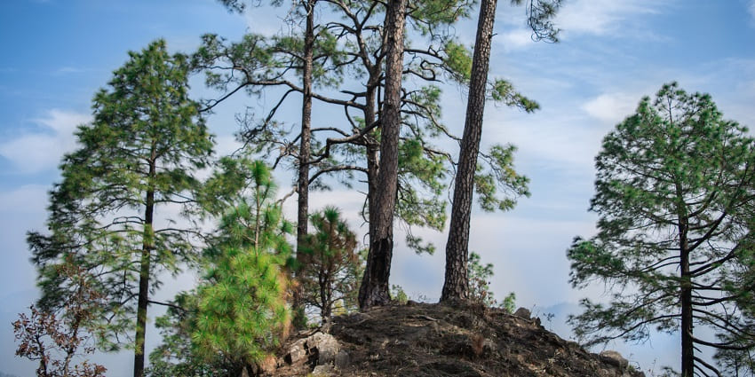 Binsar is known for its wildlife and biodiversity, attracting numerous tourists to visit.
