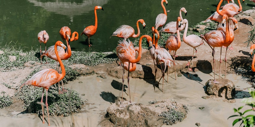 A glimpse of pink flamingos standing near the glistening waters of the region.