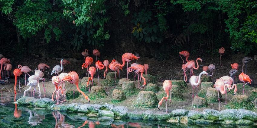 An essential thing to do in Nainital includes Bird Watching in the lush wildlife sanctuaries.