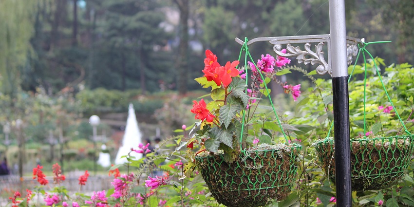 Spot diverse bird species in the tranquil horticultural garden.