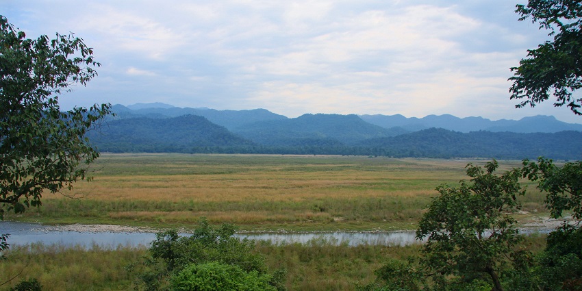 Spot diverse bird species in their natural habitat surrounded by lush greenery.