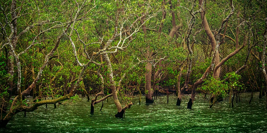 Mangrove Channels is perfect place for capturing wild beauty and boating amidst the forest.