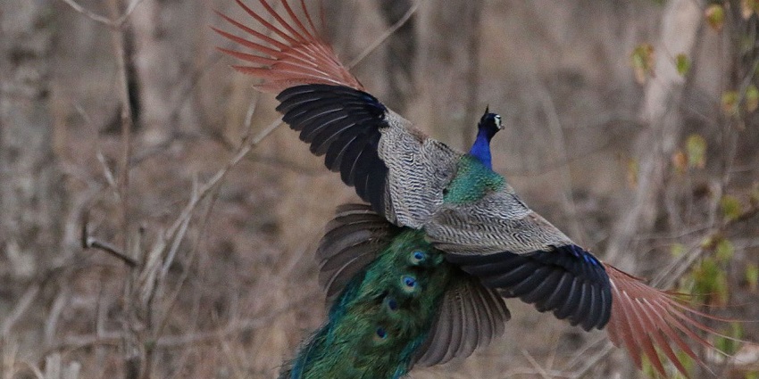 A picture of Bor Wildlife Sanctuary which is the best place to discover the vibrant wildlife.