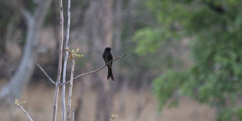 A picture of a bird that was spotted at the Bor Wildlife Sanctuary known for wildlife tourism.