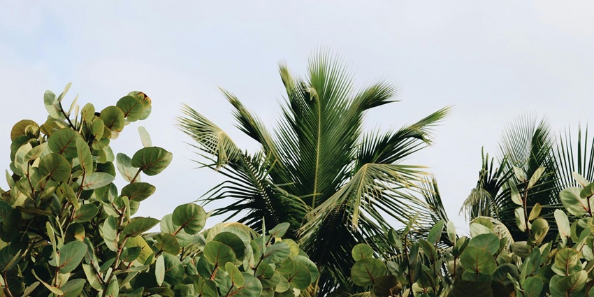 Image of green plants of a botanical garden, a tourist attraction near Wow Adventure Park.