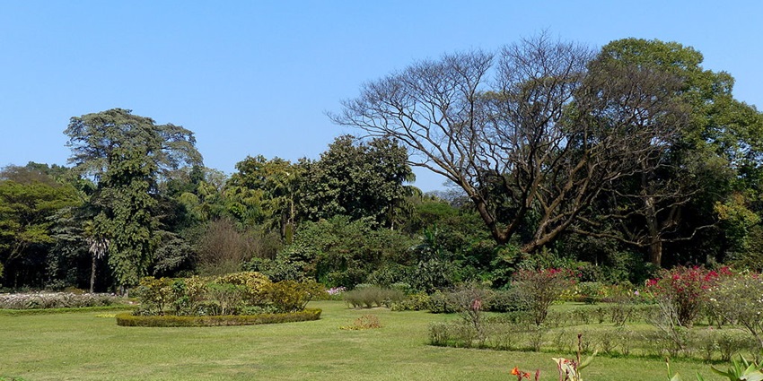 A picture of a garden with many trees and greenery all around