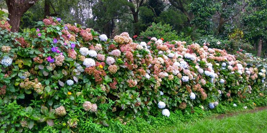 View of Bryant Park, with greenery and flower beds, one of the top tourist places in Kodaikanal