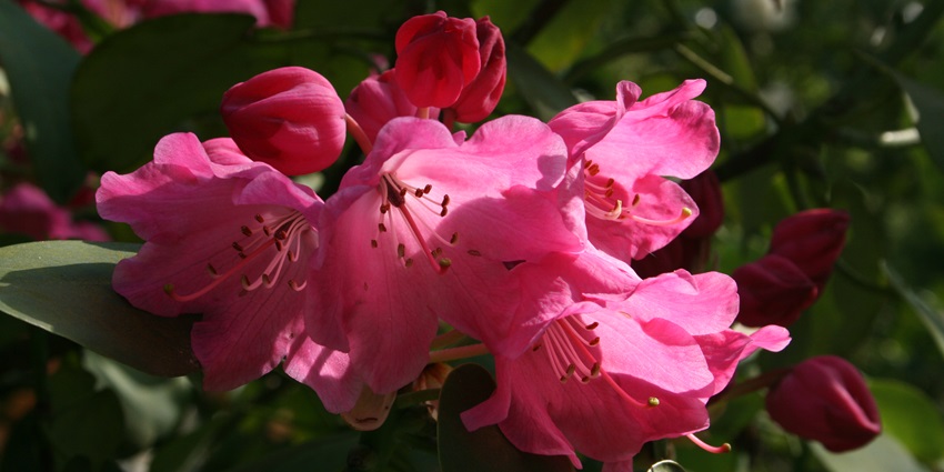 Pink rhododendron blossoms bloom vibrantly under dappled sunlight in lush greenery.