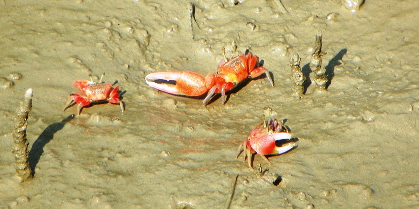 Red crabs walking at Burir Dabri, a place near Sundarbans National Park