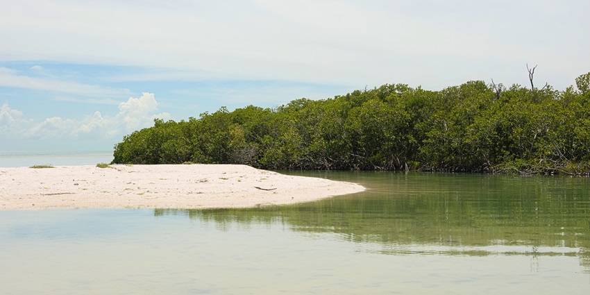 Dense forest of Burir Dabri, a place to visit in Sundarban in state of West Bengal