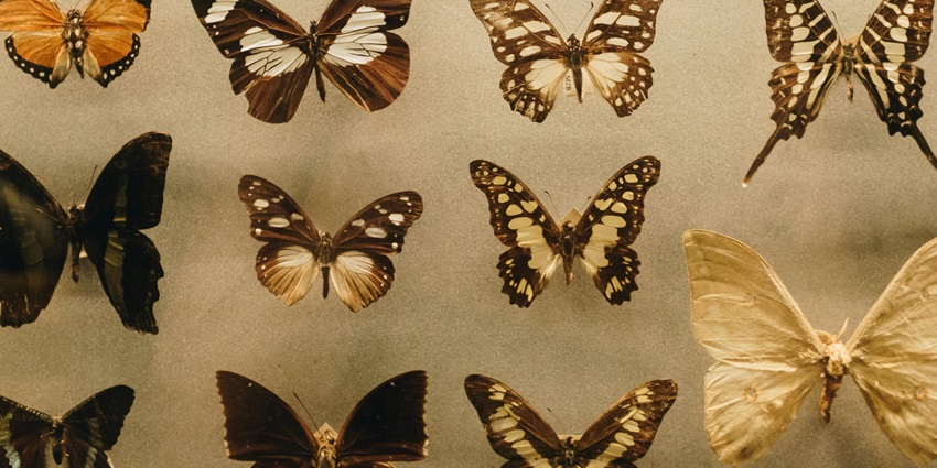 Places for Naukuchiatal trip feature museum showcasing diverse butterfly species.