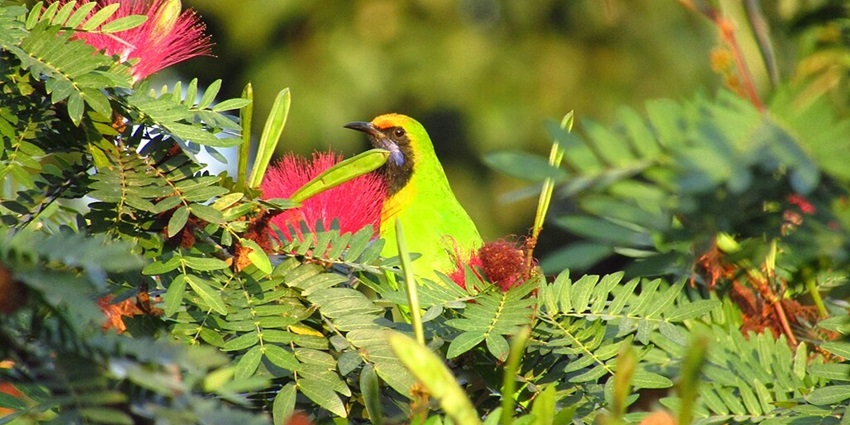 Golden-fronted Leafbird at the Buxa Tiger Reserve is one of the places to visit in Jalpaiguri.