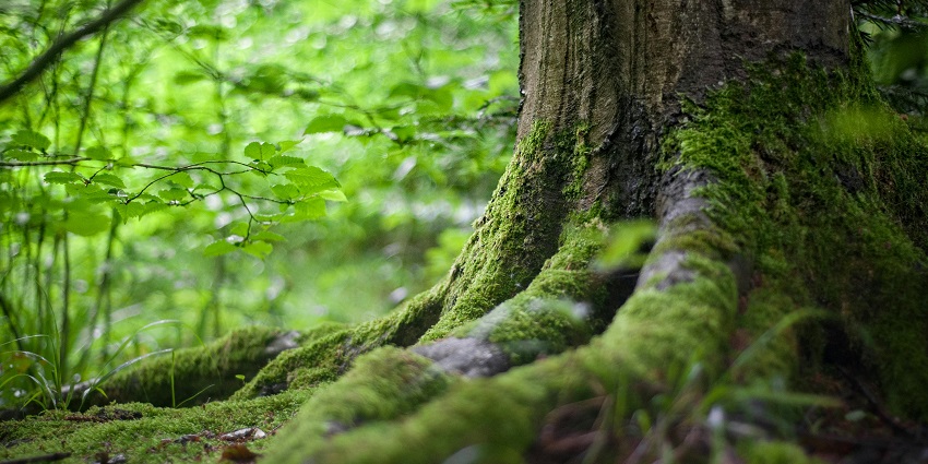 A view of forest like the Chakia Forest Reserve, perfect to exploration and relaxation.