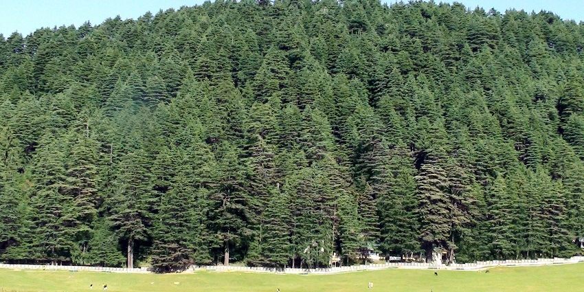 An image of the Khajjiar pine forest at Chamba, one of the beautiful places in Himachal Pradesh.