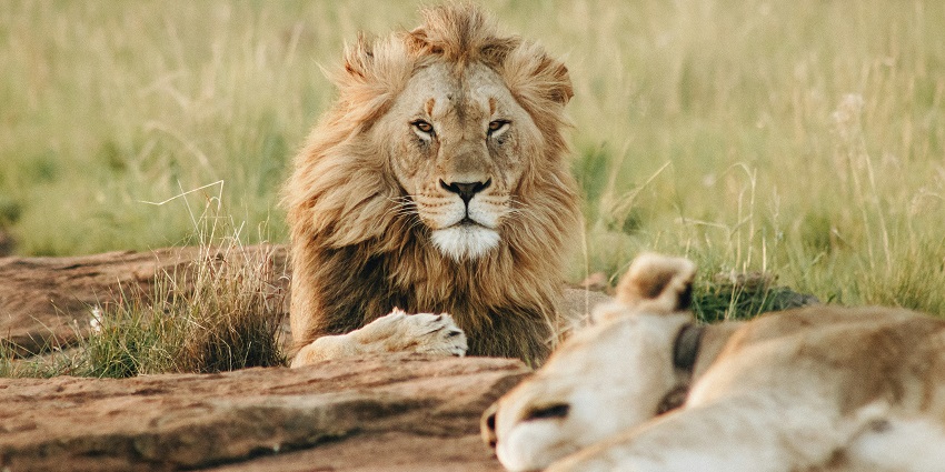 A picture of a lion lying on grass, which is one of the best places to visit near Agra.