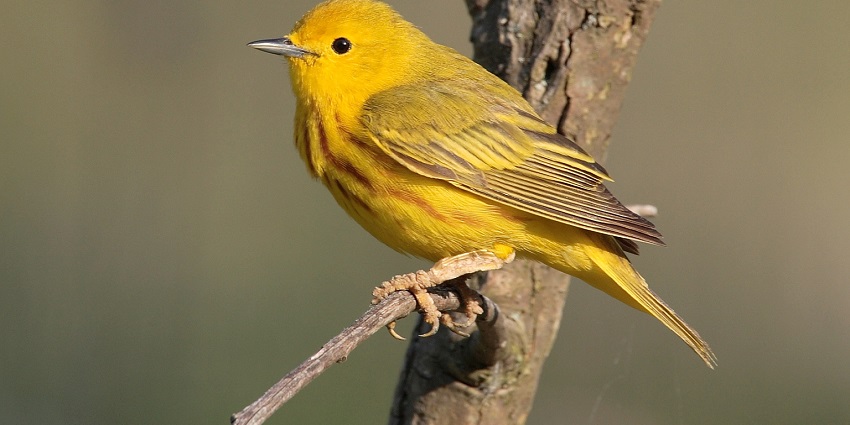 Colorful songbird perched on a branch, highlighting a tourist attraction in Uttar Pradesh.