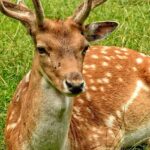 Image showcasing beautiful wildlife like that found in the Chandraprabha National Park.