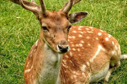 Image showcasing beautiful wildlife like that found in the Chandraprabha National Park.