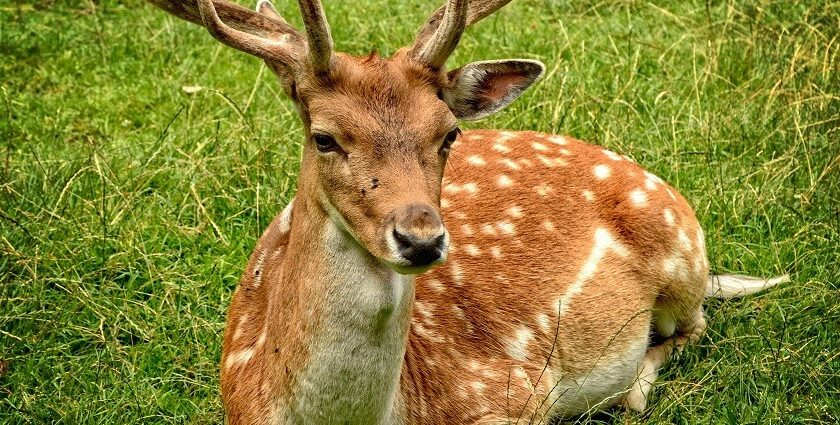 Image showcasing beautiful wildlife like that found in the Chandraprabha National Park.