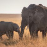 A Guide to Chapramari National Park, West Bengal, India known for elephants.