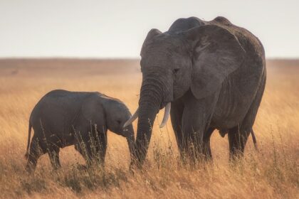 A Guide to Chapramari National Park, West Bengal, India known for elephants.