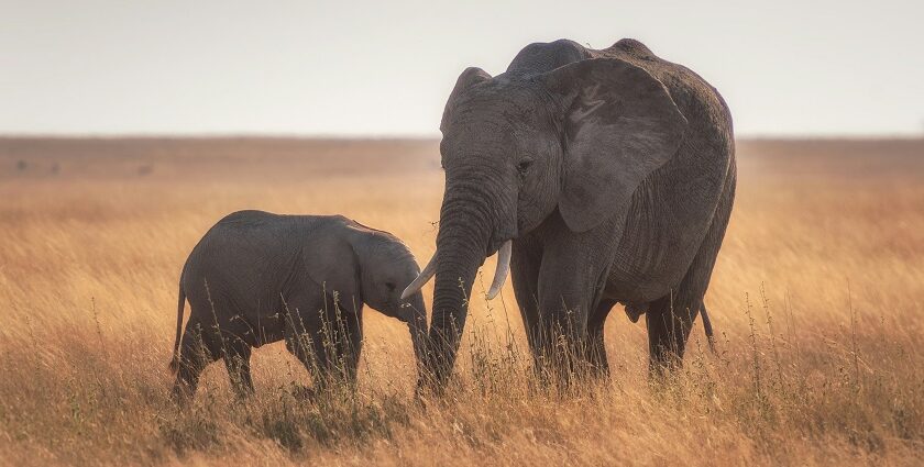 A Guide to Chapramari National Park, West Bengal, India known for elephants.