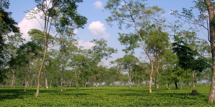 View of the lush landscapes of Chapramari Wildlife Sanctuary