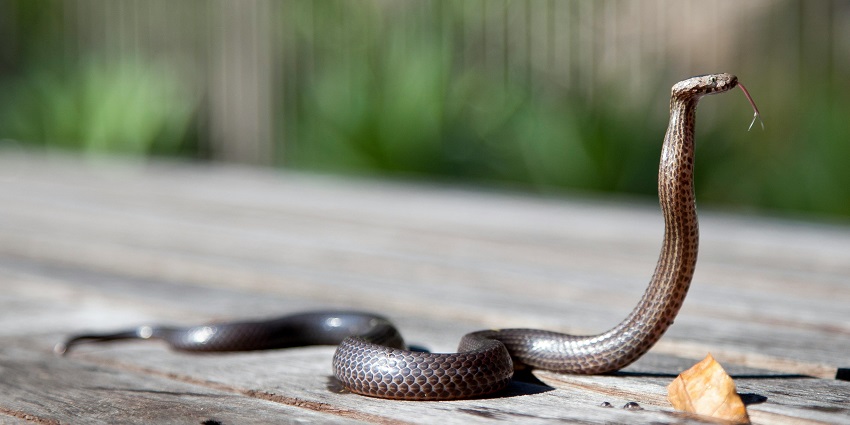 A brown snake resting on a rock in a wildlife sanctuary on a clear, bright, sunny day.