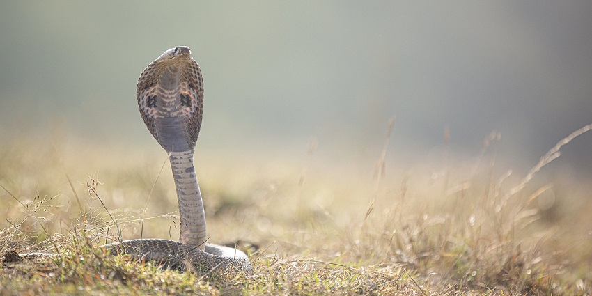 An image of a snake in Chennai Snake Park, one of the best places to visit nearby.