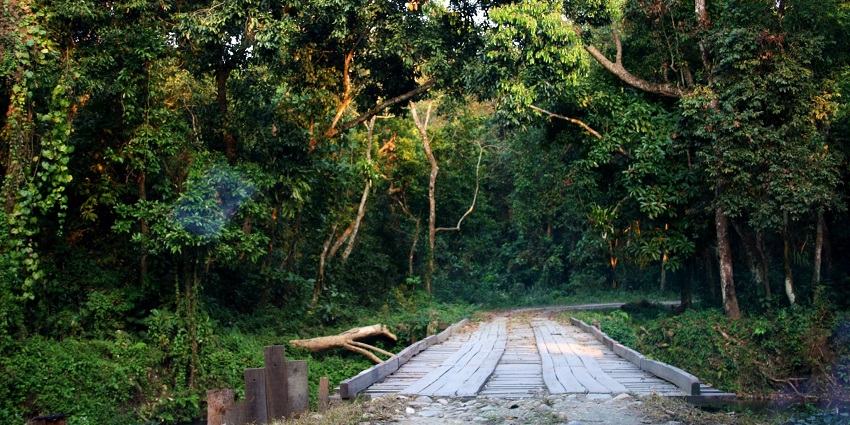 A picture of the beautiful Chilapata Forest, with lush greenery all around