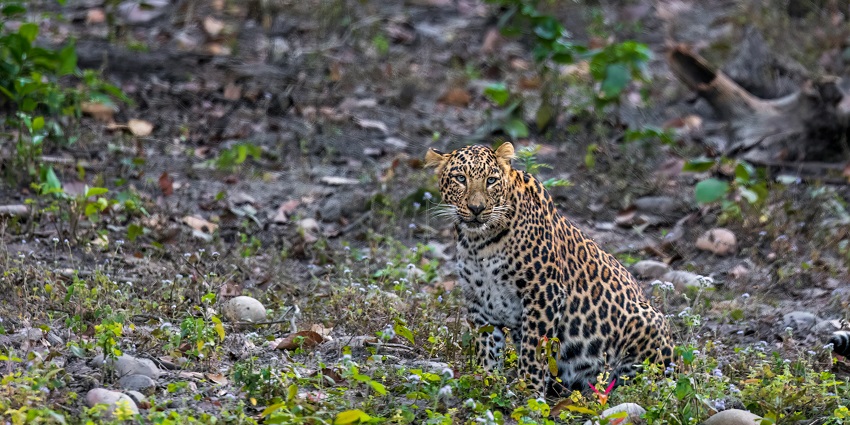 An image of Chimur Wildlife Sanctuary, one of the best jungle safari near Nagpur.