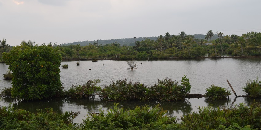 A picturesque view of wetlands showcasing green vegetation, waterways reflecting the tranquil beauty of the region's unique ecosystem.