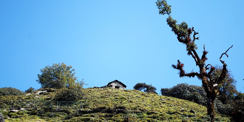 Scenic Chopta meadow with rolling green hills and snow-capped Himalayan peaks in view.