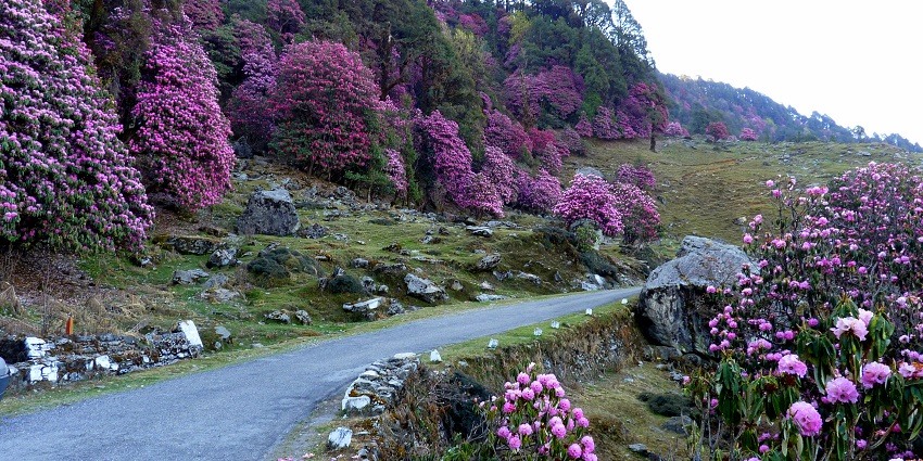 Flowers spread across the mini Switzerland of India amidst the valley of Himalaya