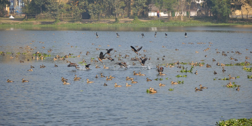 A group of migratory birds relaxing in a river near Burdwan, West Bengal