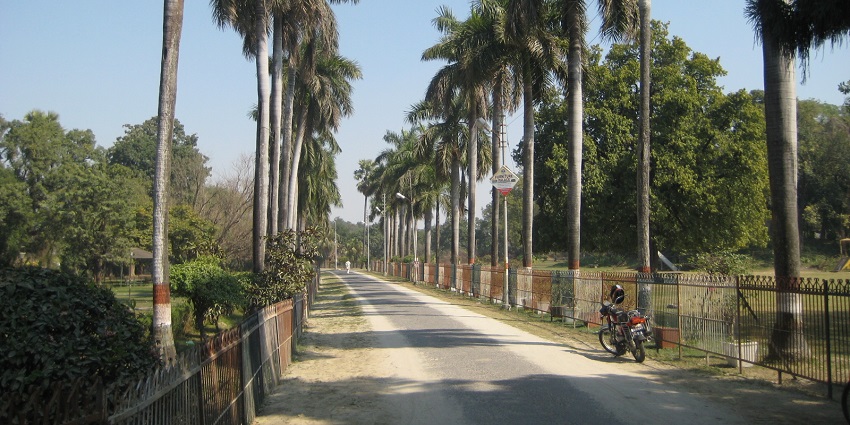 An image showing Company Gardens in full spring bloom, featuring the palm trees.