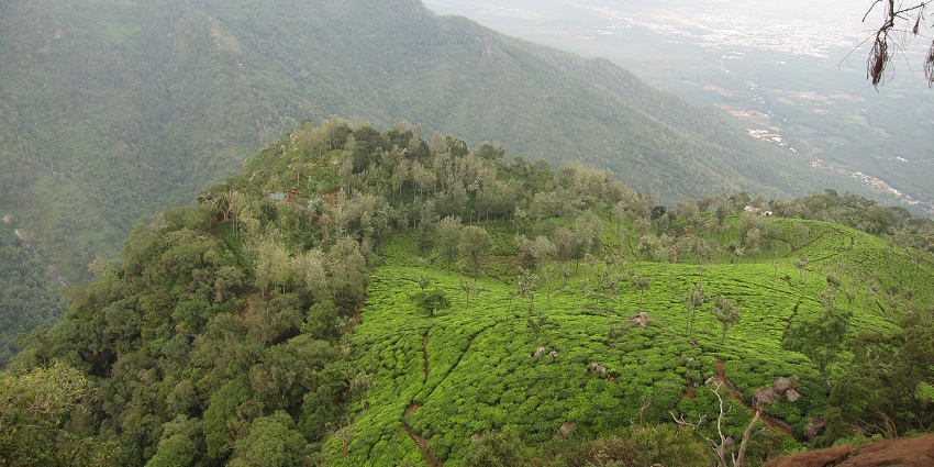 View of Coonoor, featuring tea estates, rolling hills, and flowers everywhere