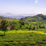 A beautiful view of never-ending tea gardens - one of the perfect places to visit in Coonoor.