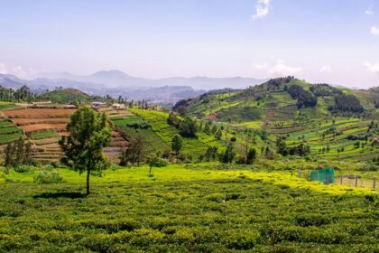 A beautiful view of never-ending tea gardens - one of the perfect places to visit in Coonoor.