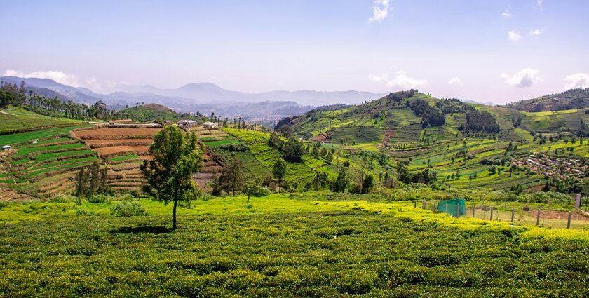 A beautiful view of never-ending tea gardens - one of the perfect places to visit in Coonoor.