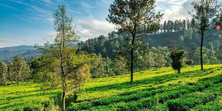 The Coonoor Tea Gardens, one of the top tourist attractions in Tamil Nadu in December.