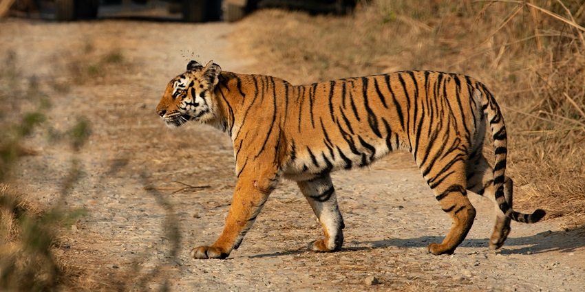 Places to visit near Rishikesh in January featuring the famous Corbett National Park.