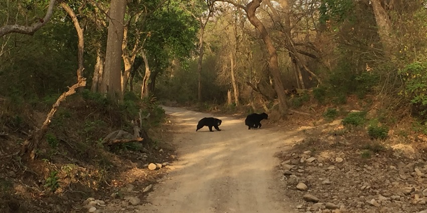 Corbett National Park is a renowned wildlife sanctuary home to diverse flora and fauna.